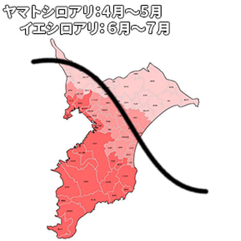 千葉県ｼﾛｱﾘ発生地図